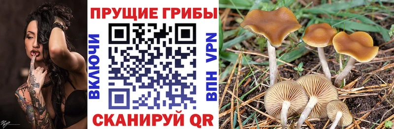 где купить наркотик  Лесной  Псилоцибиновые грибы Cubensis 